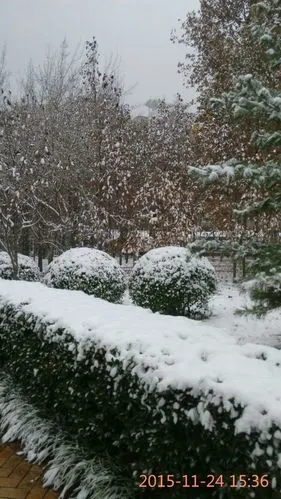 百花公园:冬天白雪纷飞