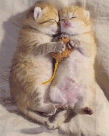 220_276gif 动态图 动图