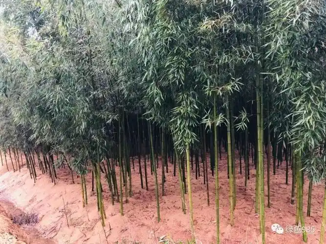 1,雷竹的种植季节最好是春季或秋季,温度适宜,湿度正好,种植雷竹能够