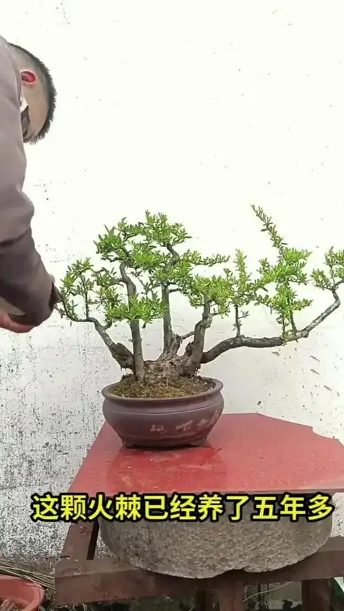 修剪后的火棘盆景,造型是不是更霸气了呢