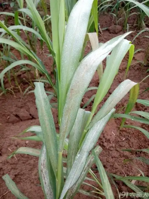 谷子这是什么病与种子有关吗求高手给诊断下谢谢