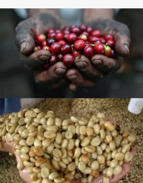 新产季哥斯达黎加钻石庄园厌氧发酵coe8# 咖啡豆可磨咖啡粉 100克