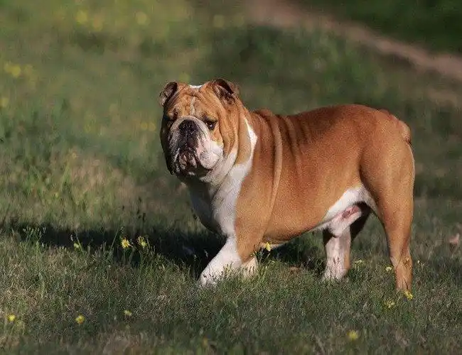 世界三大绝不咬人的狗什么狗最干净最好养