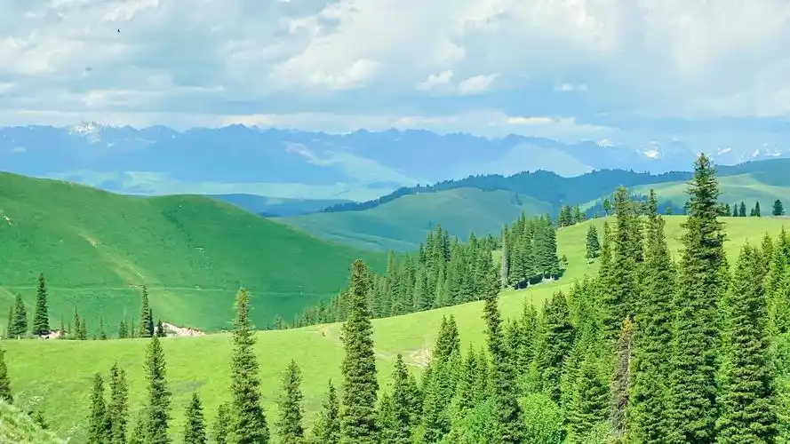 清新翠绿的云杉图片桌面壁纸_苍翠挺拔的云杉电脑壁纸_三千图片网