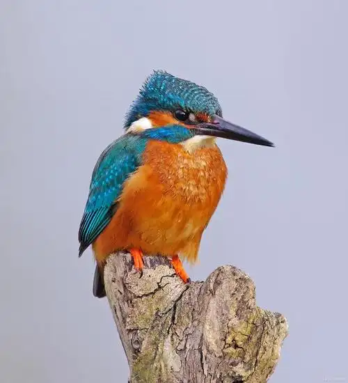 在我国主要有斑头翠鸟,蓝耳翠鸟和普通翠鸟,虽然名字叫普通,这货可一