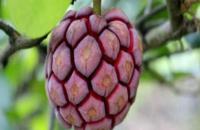 世上最"罕见"的水果,全吃过的,请允许我叫你一声"土豪"!