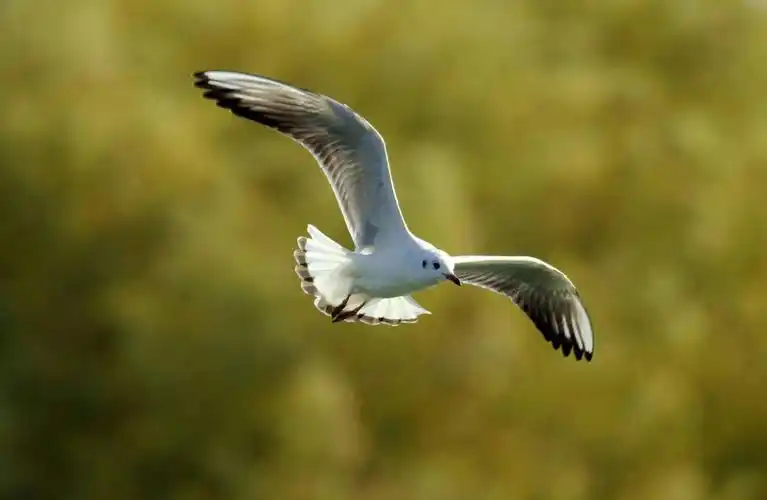 白国华的飞鸟图