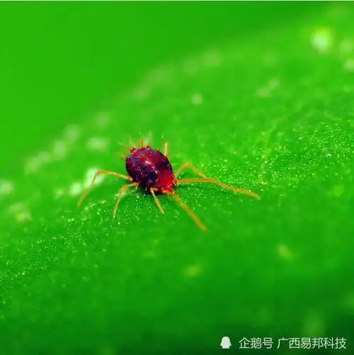 柑橘红蜘蛛秋冬怎样防治