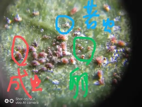 红蜘蛛的卵,幼虫,成