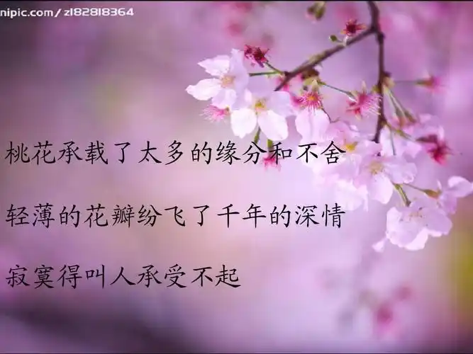 桃花承载了太多的缘分和不舍 轻薄的花瓣纷飞了千年的深情 寂寞得叫人