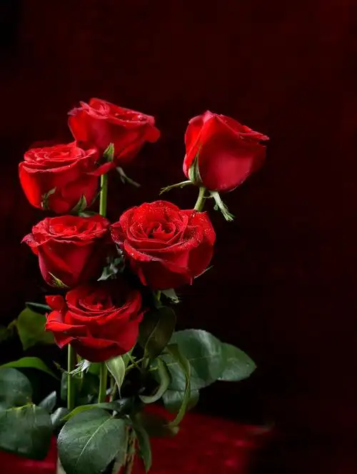 红玫瑰玫瑰花象征浪漫和爱情红玫瑰代表了炽热的真心