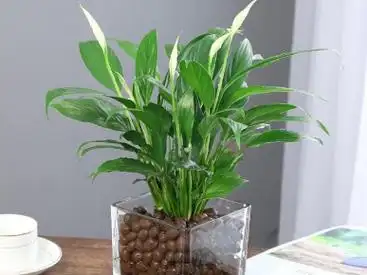 一帆风顺花怎么养殖