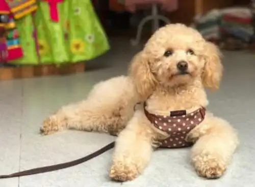 泰迪这种卷毛狗狗要梳毛吗