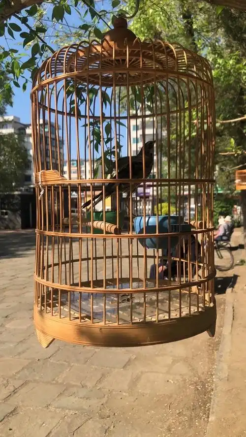 关在笼子里的鸟