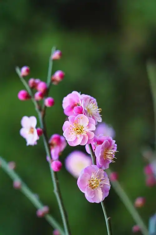 梅花图,迎新年!