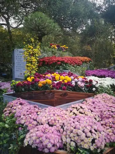 杭州植物园2020年菊花展览(一)