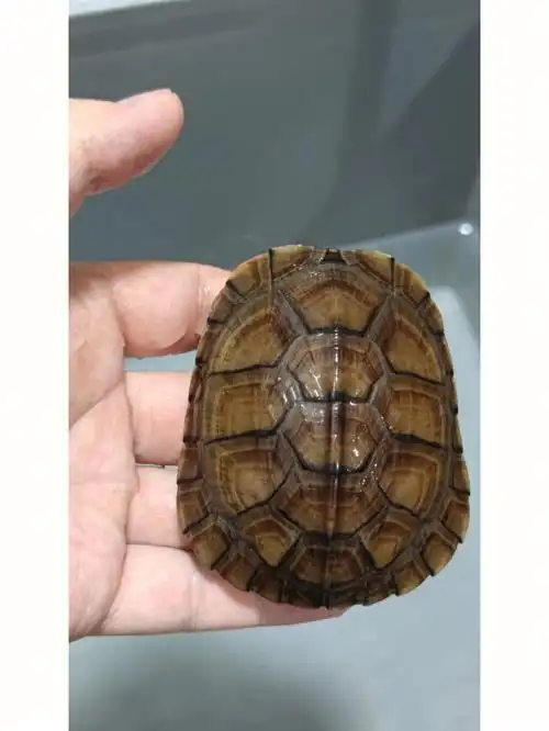 黑牛一年的变化