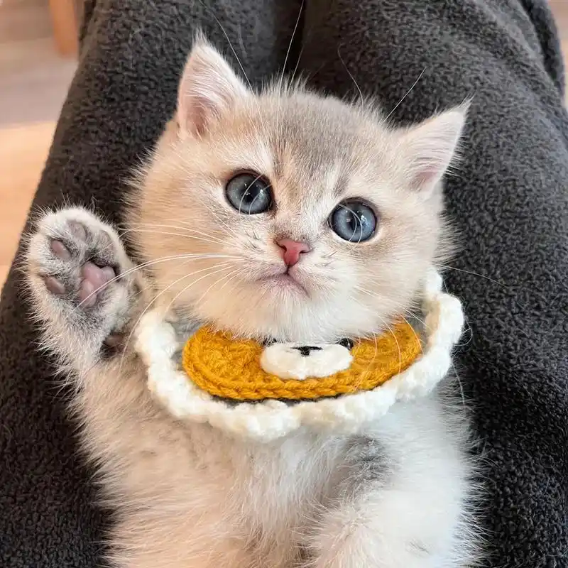 猫 #萌宠出道计划 #小奶猫 #头像  一个巴掌一个小可爱 - 抖音