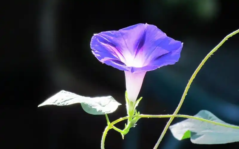 高清牵牛花壁纸610