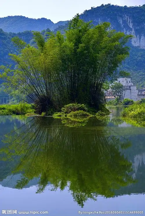 竹林倒影摄影图__山水风景_自然景观_摄影图库_昵图网nipic.com
