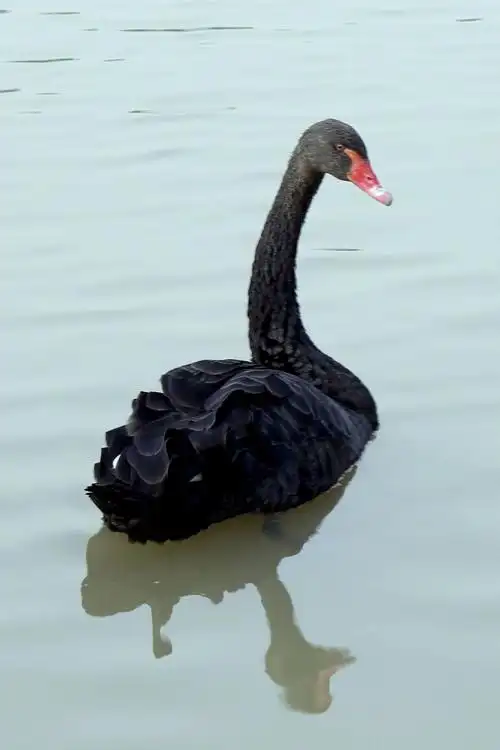 唯美的黑天鹅 - 美篇