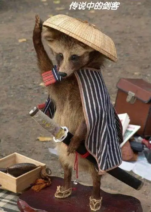 史上最搞笑的图片集锦