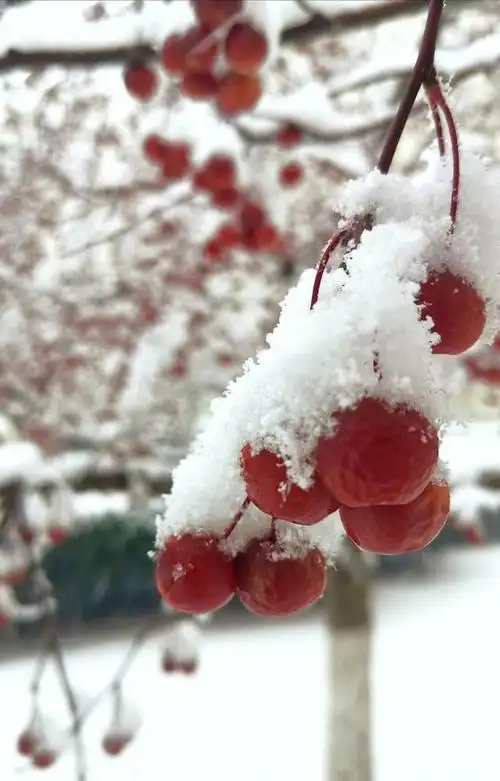 大连很不正经的一场雪,海棠依旧,知否?知否