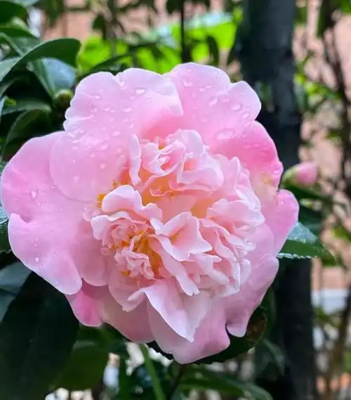 茶花新品种"香妃",花色娇嫩,香味浓郁,种植起来也简单