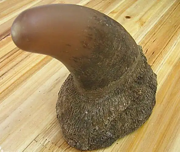 犀牛角是什么样子的