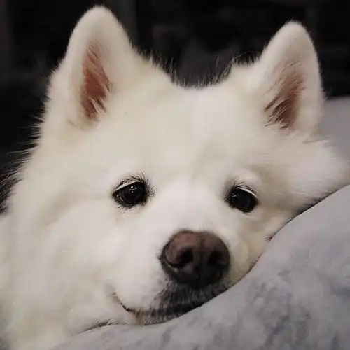 狗狗可爱头像图片