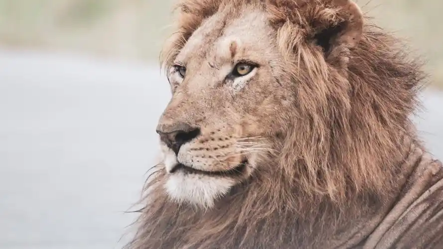 狮子壁纸【62】狮子壁纸图片_桌面壁纸图片_壁纸下载-元气壁纸