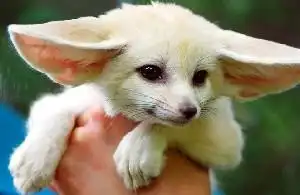 《疯狂动物城》炒火萌物耳廓狐 孩子想买同款当宠物