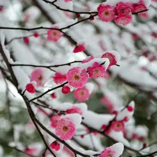 植物,梅花,雪景,花卉,腊梅飘雪壁纸