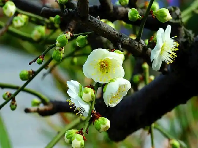 绿梅花的功效与作用绿萼梅有什么副作用与幸福有关问