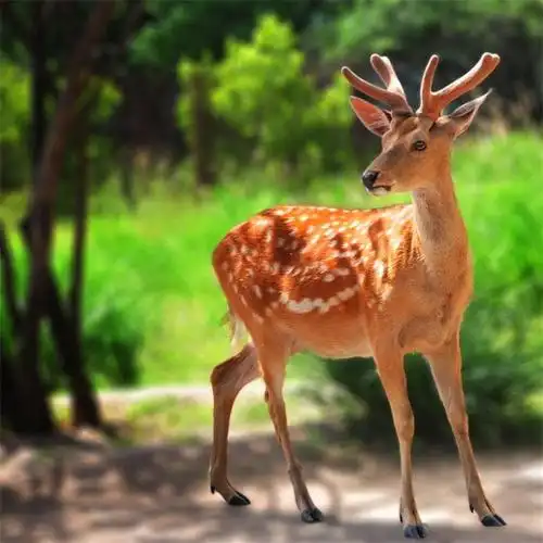鹿茸粉梅花鹿图片_鹿茸粉梅花鹿大全/细节图 - 搜好货网海量高清精选