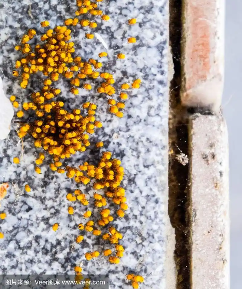 小蜘蛛,从巢里的蛋里孵化出来.新生儿的殖民地