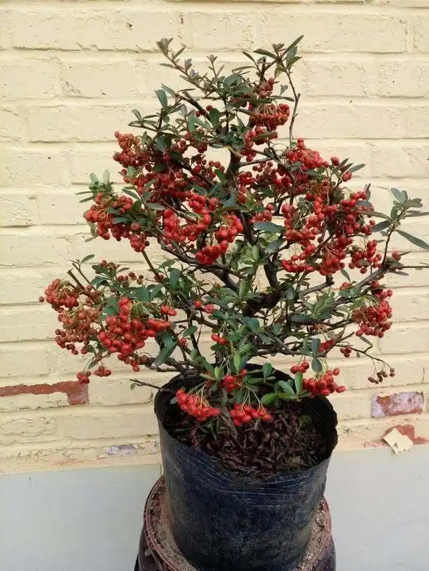 火棘盆景,这样养护,观赏价值更高