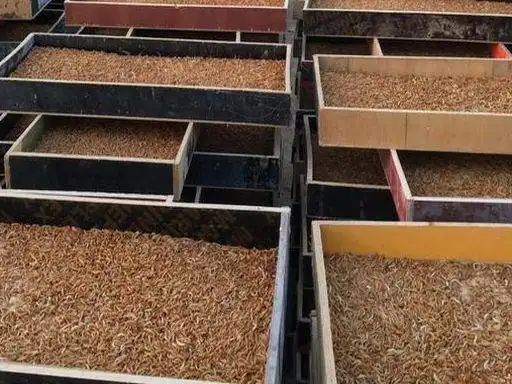 黄粉虫家庭养殖技术-黄粉虫养殖管理方法-农人网