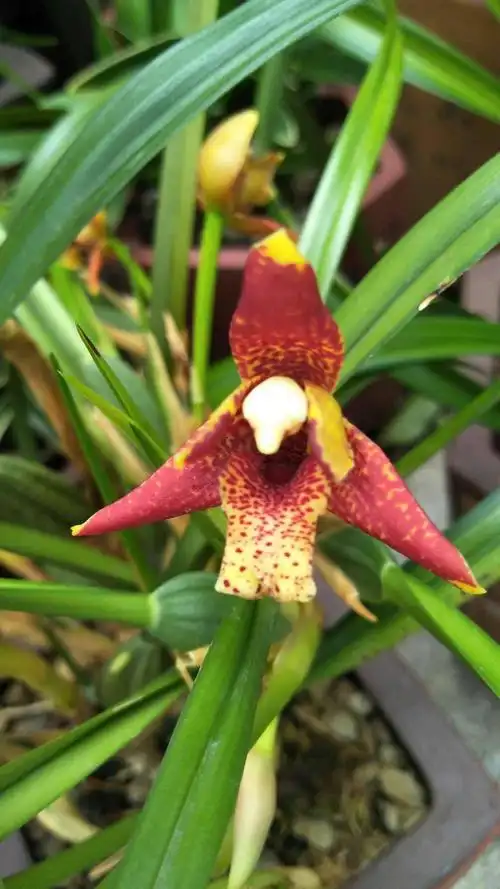 散发巧克力香味的盆栽咖啡兰!