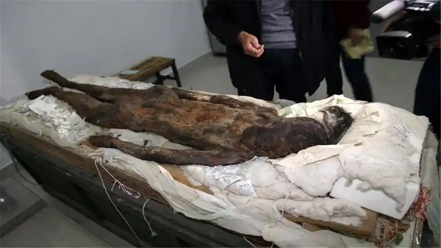 村民修路挖出棺材,里面躺着张牙舞爪的女尸,双腿间有黑色物体!_古墓