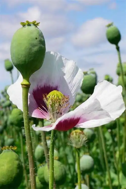 罂粟:你有毒,你这个人真毒辣