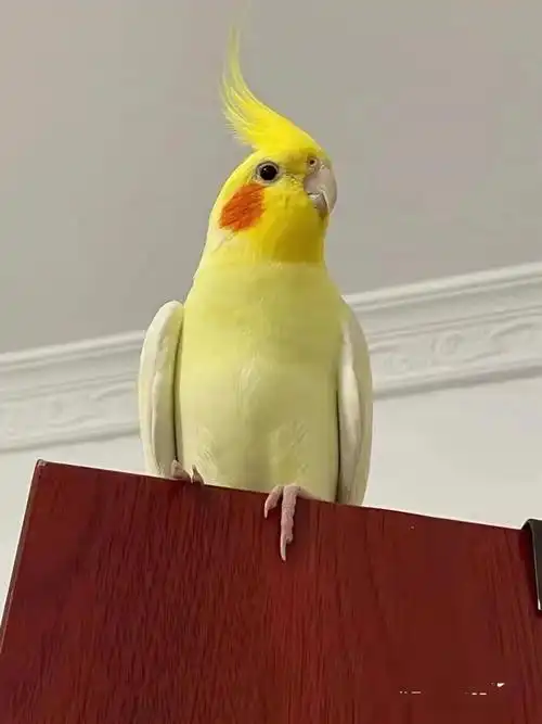 会说话的鹦鹉鸟活体 精品纯手养玄凤鹦鹉活体能学说话宠物鸟黄化玄风