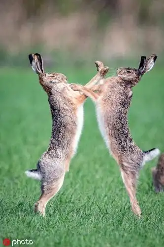 争夺雌兔 两只雄性野兔开撕