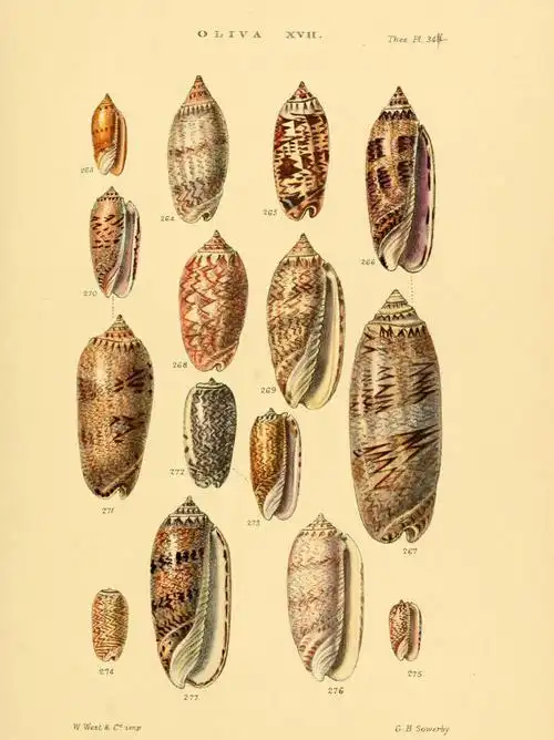 手绘榧螺图鉴贝壳