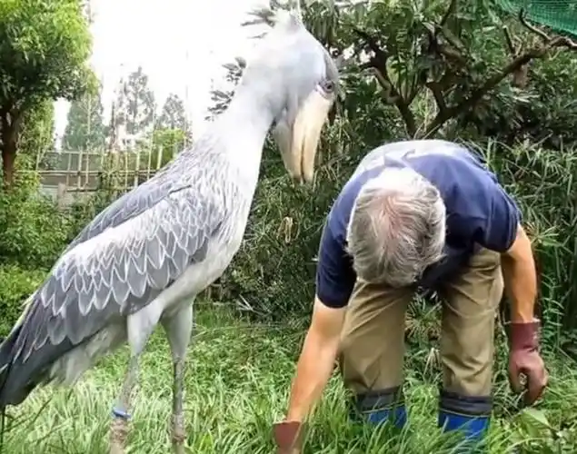 世界上最萌蠢的鸟,会拔光羽毛讨好人类!为何能成为鳄鱼的天敌?