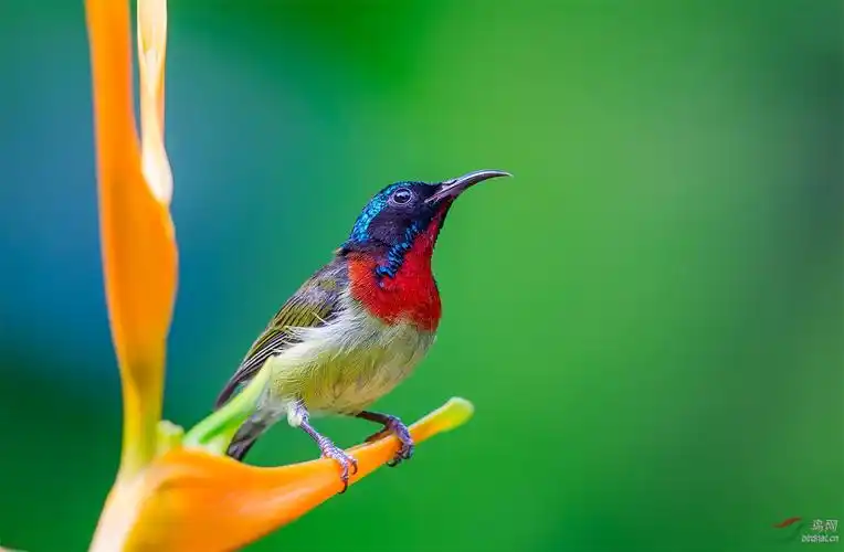 天堂鸟花上的叉尾太阳鸟