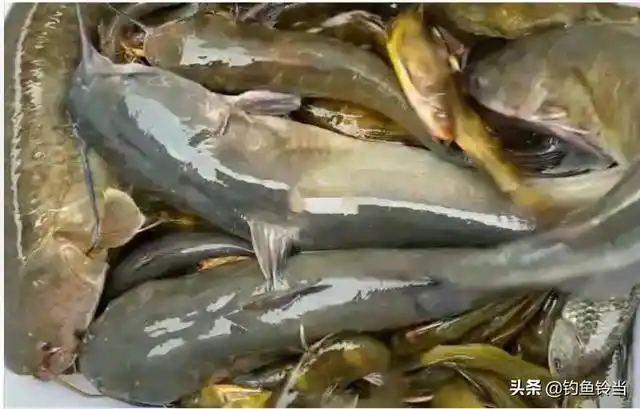 芝麻剑的苟残,野生数量断崖式下跌,最终被列入国家二级保护动物|捕鱼