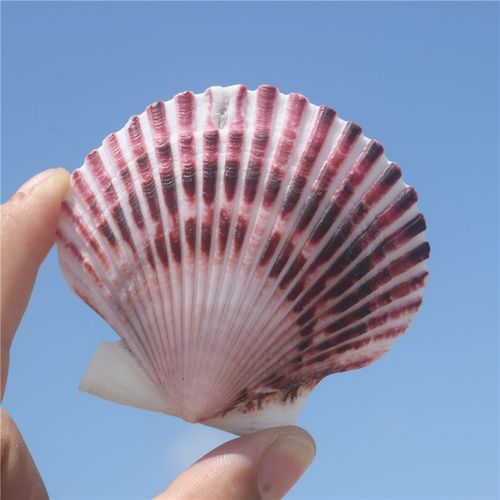 【螺贝艺】大贝壳天然贝壳鱼缸造景装饰品地中海风格紫色扇贝壳