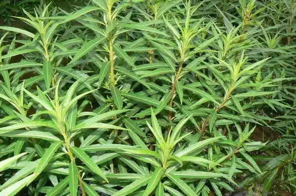 农村山里的野草,被苗族人称为神仙草,是治肝病良药,遇到请珍惜