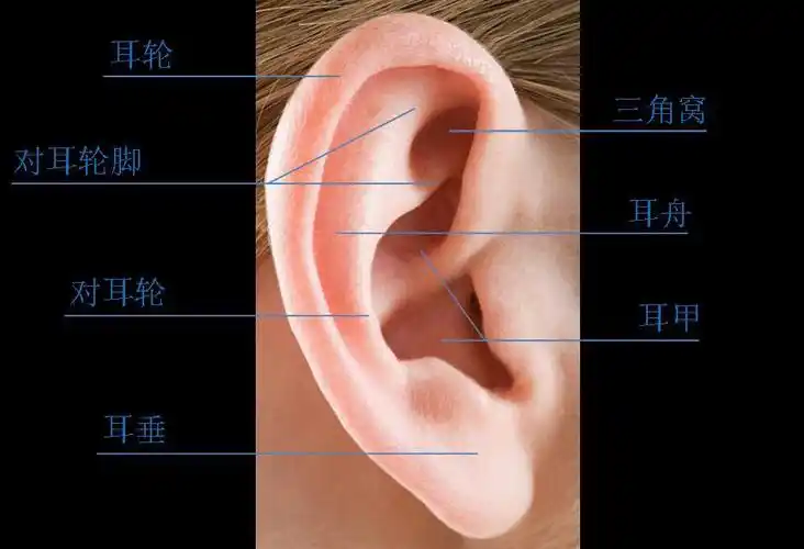 面对新生儿耳廓的